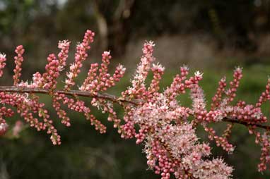 APII jpeg image of Tamarix ramosissima  © contact APII