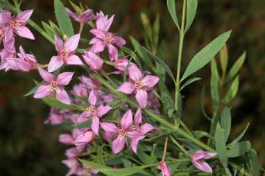 APII jpeg image of Boronia barkeriana subsp. angustifolia  © contact APII