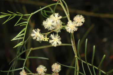 APII jpeg image of Acacia muelleriana  © contact APII