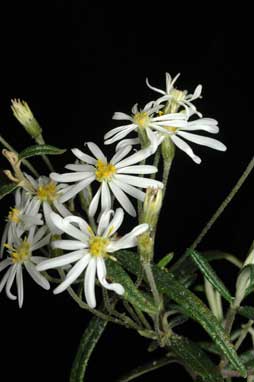 APII jpeg image of Olearia stenophylla  © contact APII