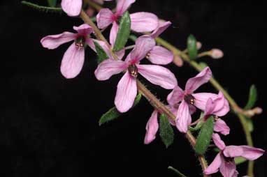 APII jpeg image of Tetratheca pilosa subsp. latifolia  © contact APII