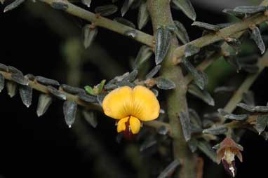 APII jpeg image of Aotus sp. Southern Wheatbelt (C.A.Gardner & W.E.Blackall 1412)  © contact APII