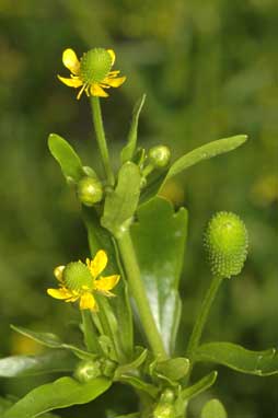 APII jpeg image of Ranunculus sceleratus  © contact APII