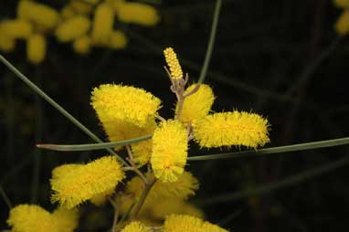 APII jpeg image of Acacia caroleae  © contact APII