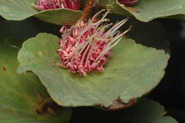 APII jpeg image of Hakea cucullata  © contact APII