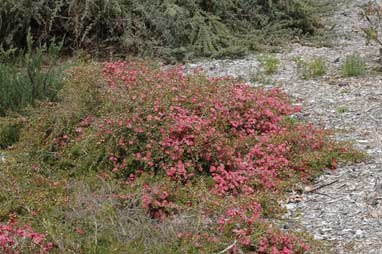 APII jpeg image of Leptospermum 'Love Affair'  © contact APII