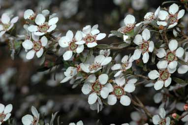 APII jpeg image of Leptospermum multicaule  © contact APII