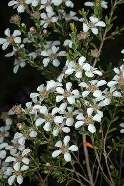 APII jpeg image of Leptospermum parvifolium  © contact APII