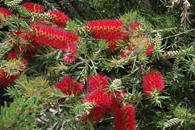 APII jpeg image of Callistemon 'Betha Beauty'  © contact APII