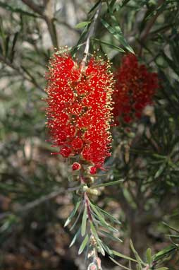 APII jpeg image of Callistemon 'Pendulus'  © contact APII