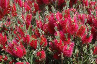 APII jpeg image of Callistemon 'Western Glory'  © contact APII