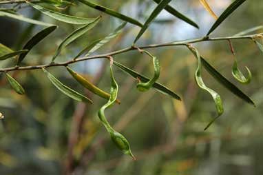 APII jpeg image of Acacia ausfeldii  © contact APII