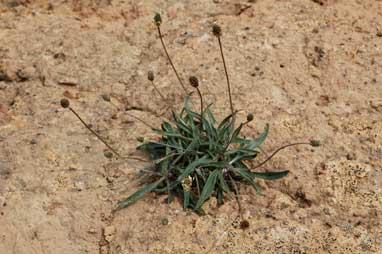 APII jpeg image of Plantago lanceolata  © contact APII