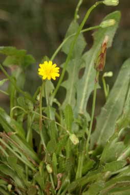 APII jpeg image of Hypochaeris radicata  © contact APII