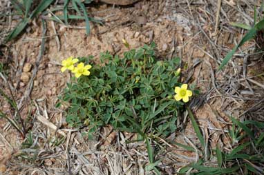 APII jpeg image of Oxalis perennans  © contact APII