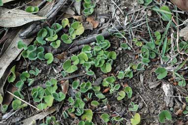 APII jpeg image of Dichondra repens  © contact APII