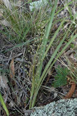 APII jpeg image of Lomandra multiflora subsp. multiflora  © contact APII