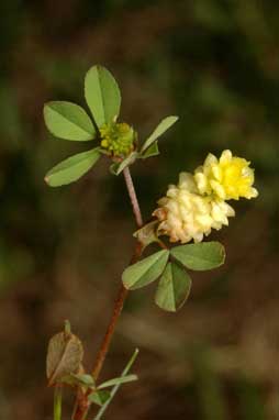 APII jpeg image of Trifolium campestre  © contact APII