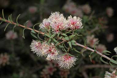 APII jpeg image of Melaleuca polygaloides  © contact APII