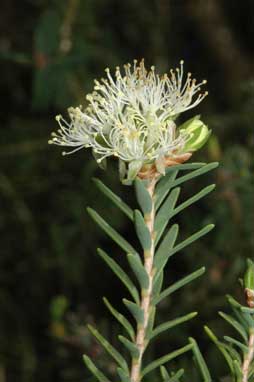 APII jpeg image of Melaleuca cuticularis  © contact APII