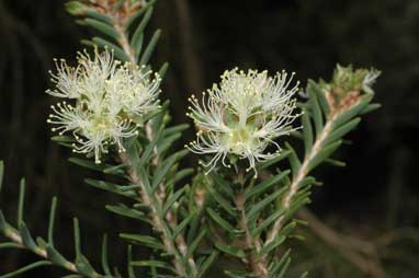 APII jpeg image of Melaleuca cuticularis  © contact APII