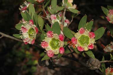 APII jpeg image of Leptospermum macrocarpum  © contact APII