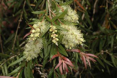 APII jpeg image of Callistemon shiressii  © contact APII