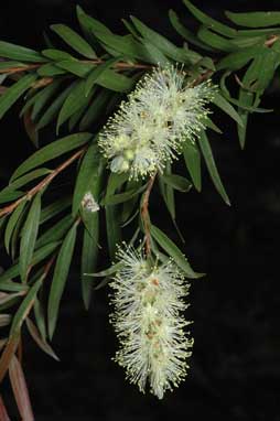 APII jpeg image of Callistemon shiressii  © contact APII