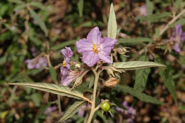 APII jpeg image of Solanum curvicuspe  © contact APII