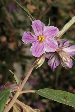 APII jpeg image of Solanum curvicuspe  © contact APII