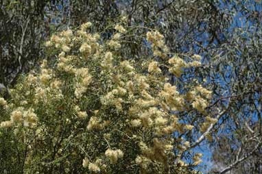 APII jpeg image of Melaleuca leiocarpa  © contact APII