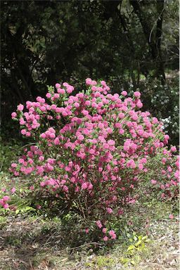 APII jpeg image of Pimelea ferruginea 'Magenta Mist'  © contact APII