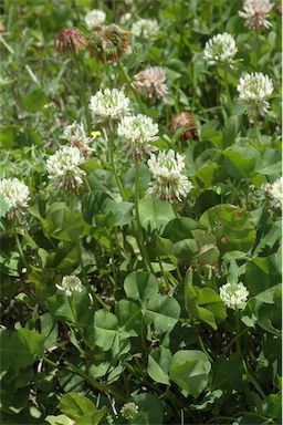 APII jpeg image of Trifolium repens  © contact APII