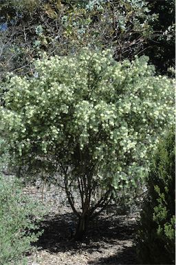 APII jpeg image of Melaleuca incana  © contact APII