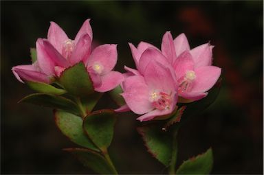 APII jpeg image of Boronia serrulata  © contact APII