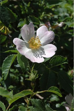 APII jpeg image of Rosa canina  © contact APII