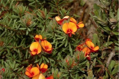 APII jpeg image of Pultenaea subspicata  © contact APII