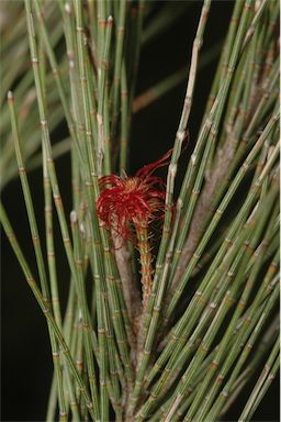 APII jpeg image of Allocasuarina littoralis  © contact APII