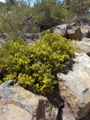 APII jpeg image of Hibbertia fasciculata  © contact APII