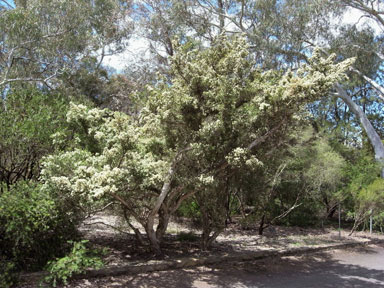 APII jpeg image of Melaleuca cuticularis  © contact APII