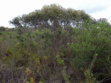 APII jpeg image of Eucalyptus stricta  © contact APII