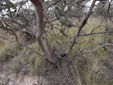 APII jpeg image of Eucalyptus pulverulenta  © contact APII