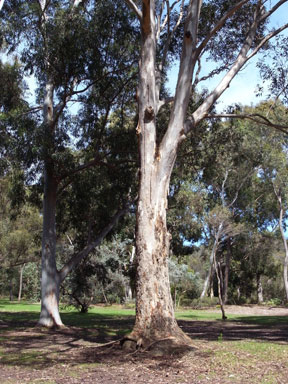 APII jpeg image of Eucalyptus punctata  © contact APII