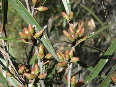 APII jpeg image of Eucalyptus cneorifolia  © contact APII