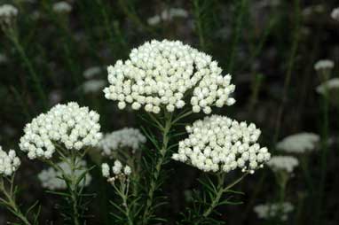 APII jpeg image of Ozothamnus diosmifolius  © contact APII