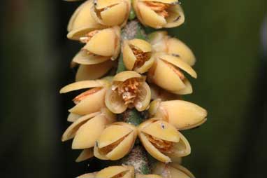 APII jpeg image of Linospadix monostachyos  © contact APII