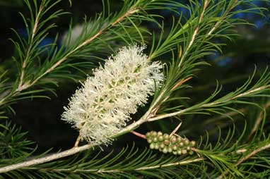 APII jpeg image of Melaleuca armillaris  © contact APII