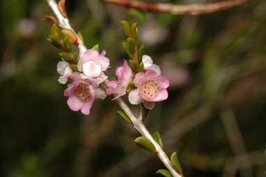 APII jpeg image of Thryptomene johnsonii  © contact APII