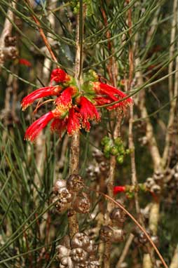 APII jpeg image of Calothamnus gilesii  © contact APII