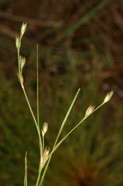 APII jpeg image of Juncus bufonius  © contact APII